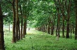 ຜັນຂະຫຍາຍໂຄງການຮ່ວມມືປູກ ຢາງພາລາລະຫວ່າງຫວຽດນາມ - ລາວ